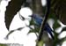 Asian Fairy Bluebird