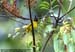 Black-crested Bulbul
