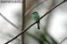 Blue-throated Beeeater