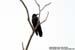 Large-billed Crow