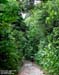 Forest Track