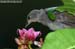 Olive-winged Bulbul