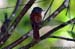 Asian Paradise-Flycatcher