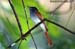 Asian Paradise-Flycatcher