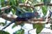 Chestnut-bellied Malkoha