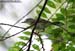 Eastern-crowned Warbler