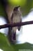 Cream-vented Bulbul