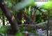 Orange-headed Thrush