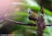 Little Spiderhunter