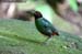 Hooded Pitta