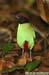 Hooded Pitta