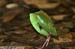 Hooded Pitta