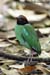 Hooded Pitta