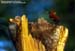 Banded Woodpecker