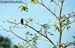 Black-capped Kingfisher