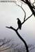 Changeable Hawk Eagle
