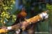 Banded Woodpecker