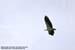White-bellied Fish Eagle