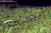Grey Wagtail