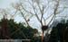 White-bellied Fish Eagles