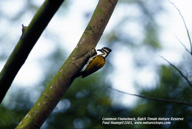 Common Flameback