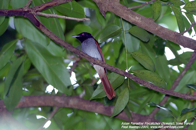 Asian Paradise Flycatcher