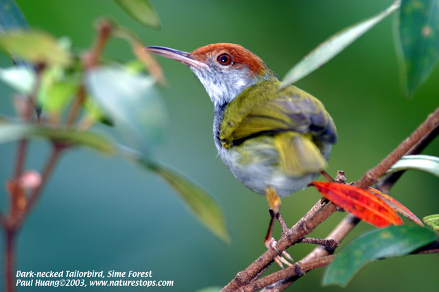 Dark-necked Tailorbird