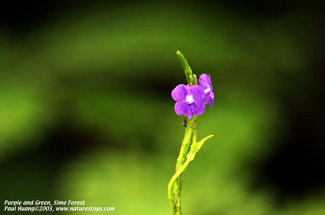 Purple and Green