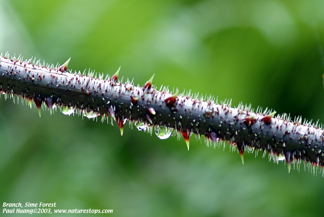 Morning Dew