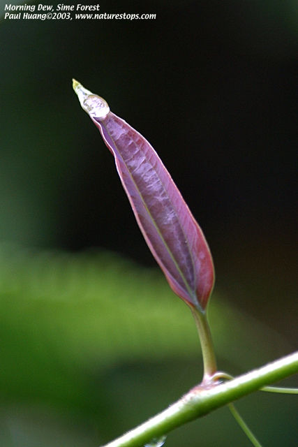 Morning Dew