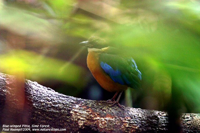 Blue-winged Pitta