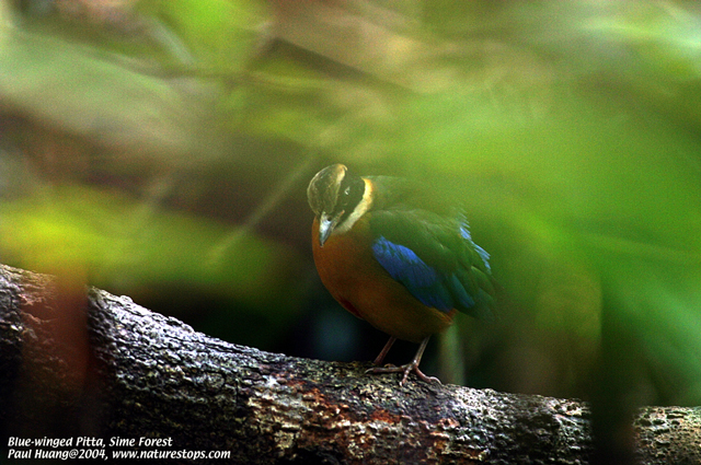 Blue-winged Pitta