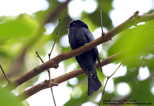 Drongo Cuckoo
