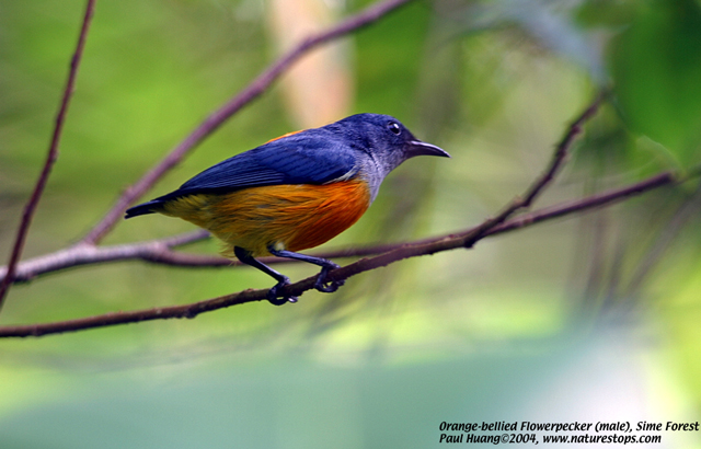 Orange-bellied Flowerpecker
