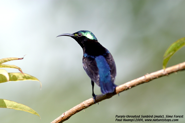 Purple-throated Sunbird