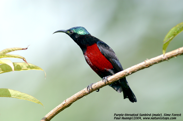 Purple-throated Sunbird