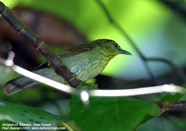 Striped-tit Babbler