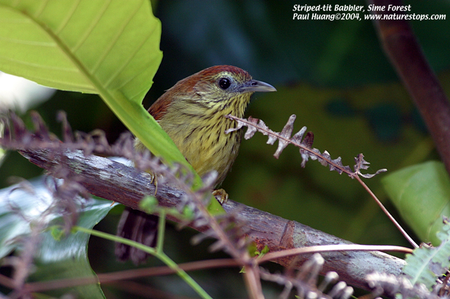 Striped-tit Babbler