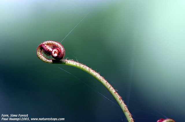 Fern