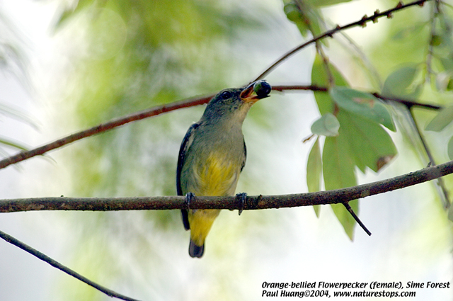 Orange-bellied Flowerpecker