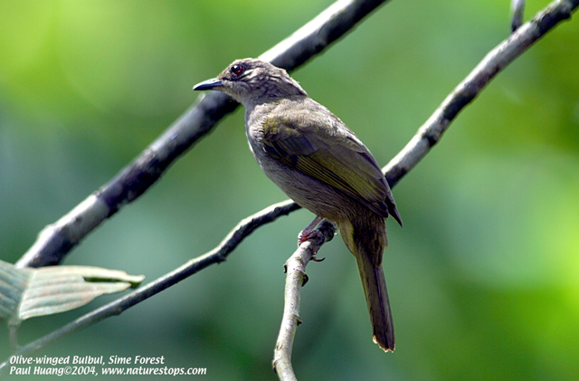 Olive-winged Bulbul