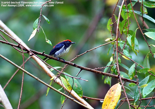 Scarlet-backed Flowerpecker