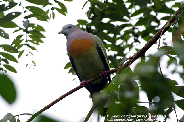 Pink-necked Pigeon