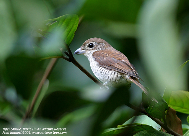 Tiger Shrike