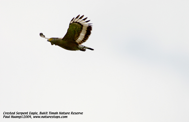 Crested Serpent Eagle