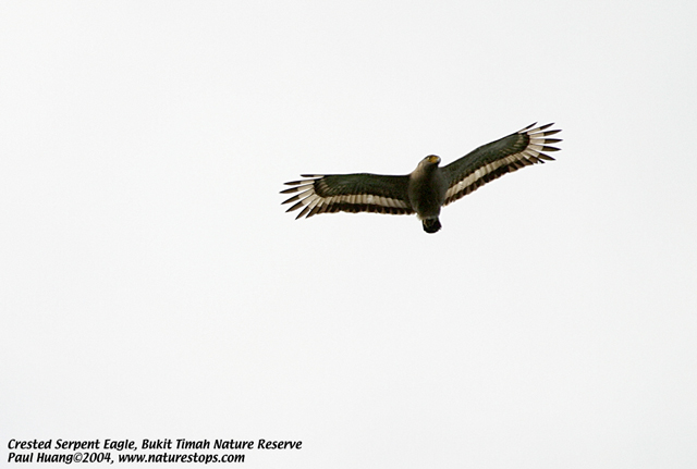 Crested Serpent Eagle