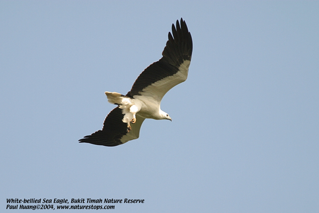 White-bellied Fish Eagle