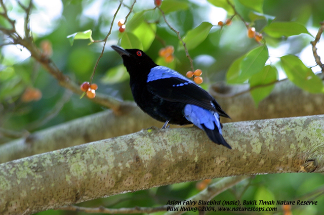 Asian Fairy Bluebird