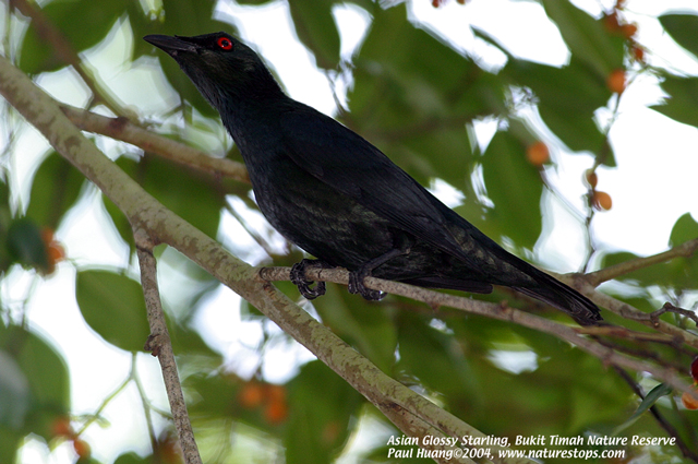 Asian Glossy Starling