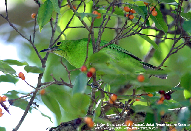 Greater Green Leafbird